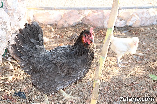 Terrenico gertero y ventorrillos - Recinto ferial 2019 - 82