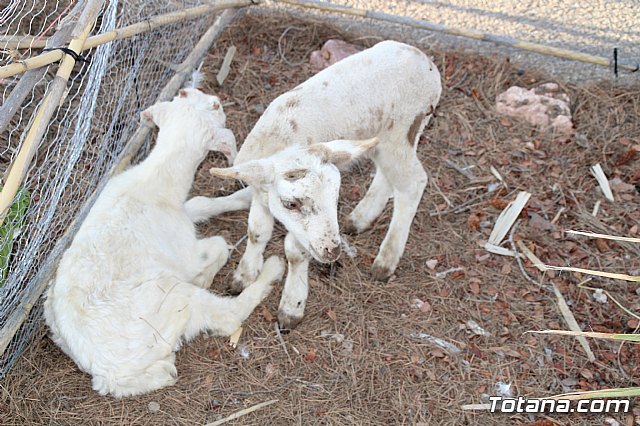 Terrenico gertero y ventorrillos - Recinto ferial 2019 - 87