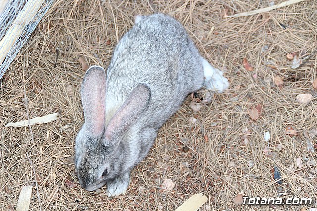 Terrenico gertero y ventorrillos - Recinto ferial 2019 - 88