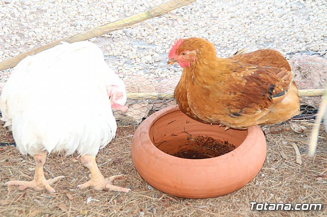 Terrenico gertero y ventorrillos - Recinto ferial 2019 - 90