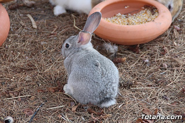 Terrenico gertero y ventorrillos - Recinto ferial 2019 - 91
