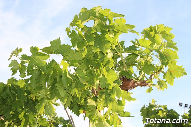 Terrenico gertero y ventorrillos - Recinto ferial 2019 - 109