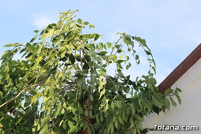 Terrenico gertero y ventorrillos - Recinto ferial 2019 - 110