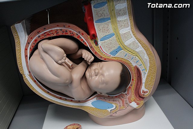 Inauguracin Centro de Salud Totana-Sur - 66