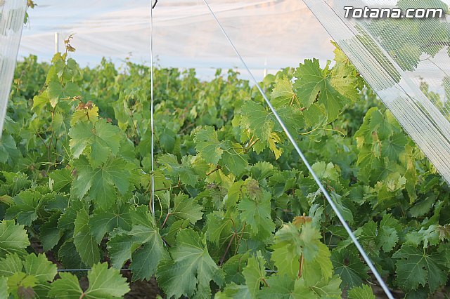 Procesin Vias-Carivete 2014 - 28