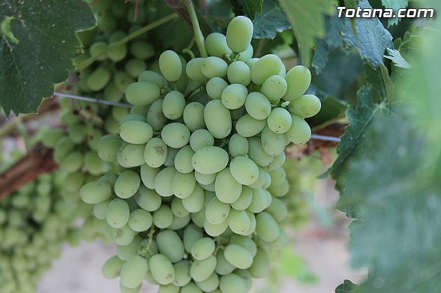 Procesin Vias-Carivete 2014 - 30