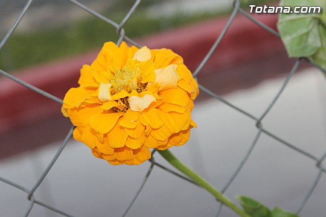 Procesin Vias-Carivete 2014 - 96