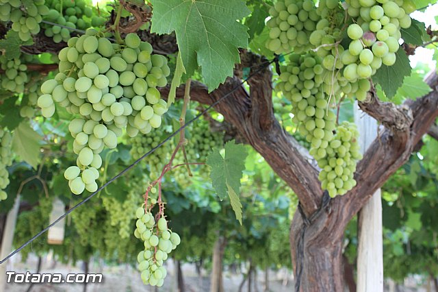 Procesin Vias-Carivete 2015 - 112