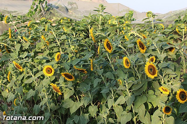 Procesin Vias-Carivete 2015 - 119