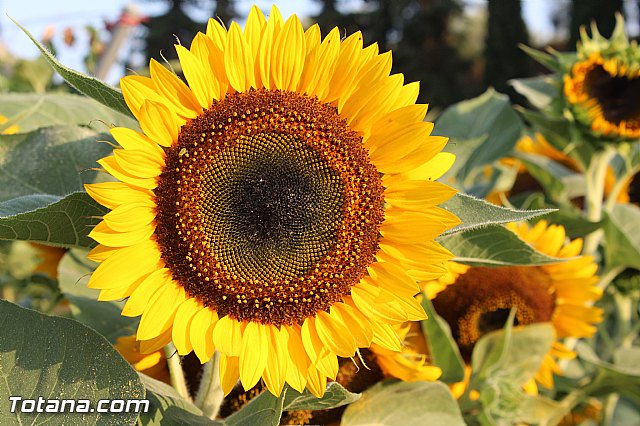 Procesin Vias-Carivete 2015 - 120