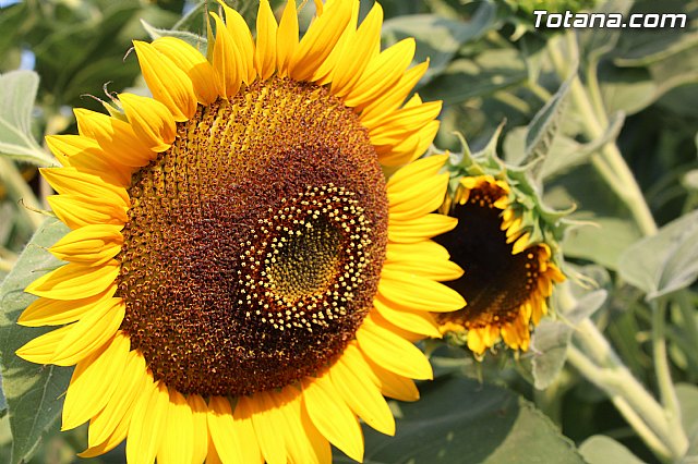 Procesin Vias-Carivete 2015 - 121