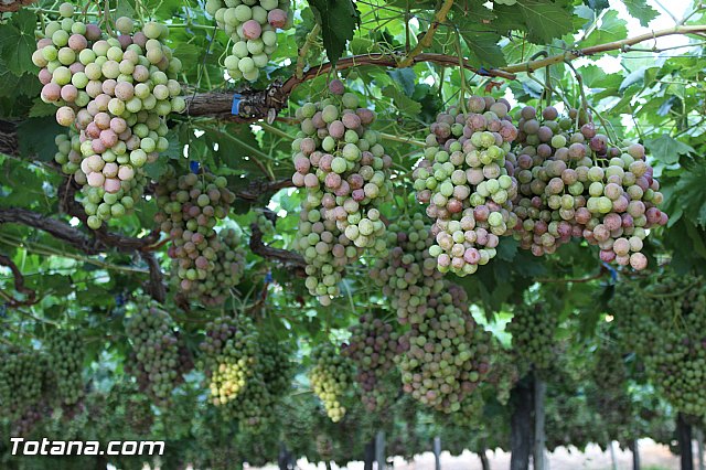 Procesin Vias-Carivete 2015 - 131