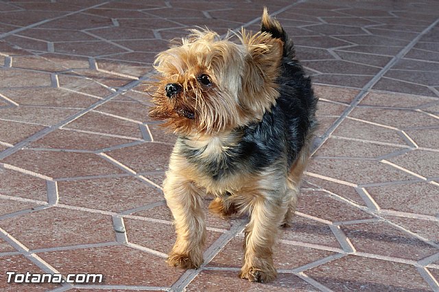 Fiesta Santa Vernica 2015 - 63