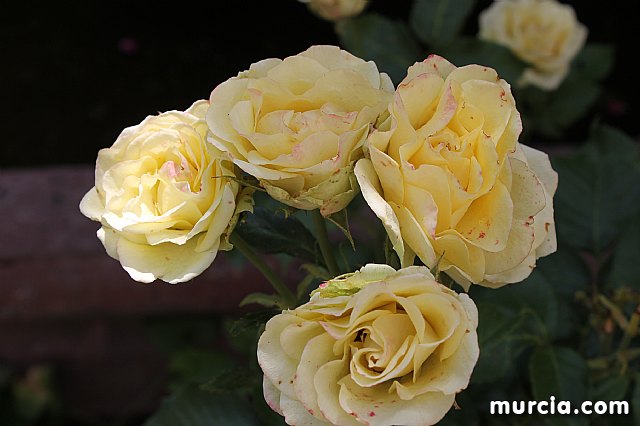 Encuentro de hermandades, cofradas y agrupaciones de La Vernica - 125