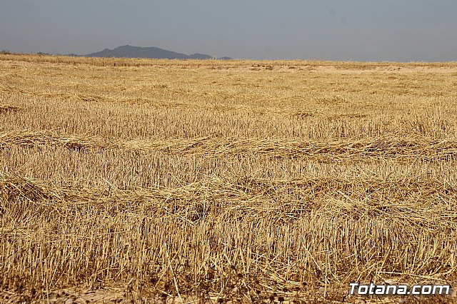 Visita a la va verde Campo de Cartagena - Totana - 18