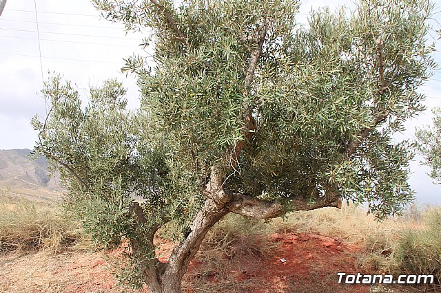 Inauguracin del acondicionamiento como va verde del trazado ferroviario Totana - Cartagena - 15