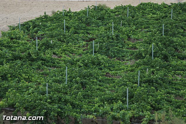 Procesin Vias-Carivete 2016 - 158