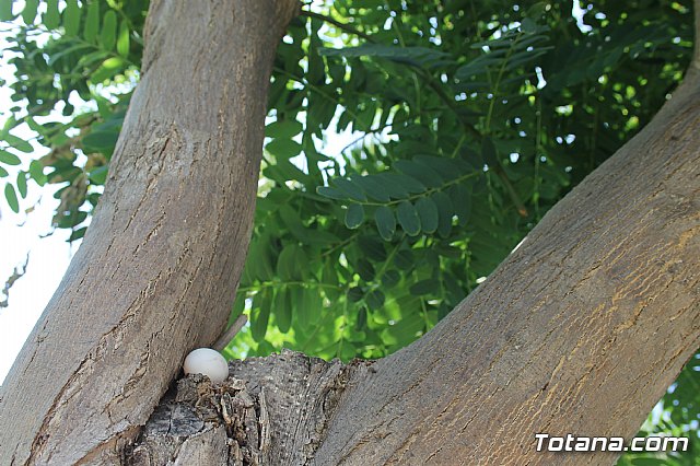 Primera quincena del programa 